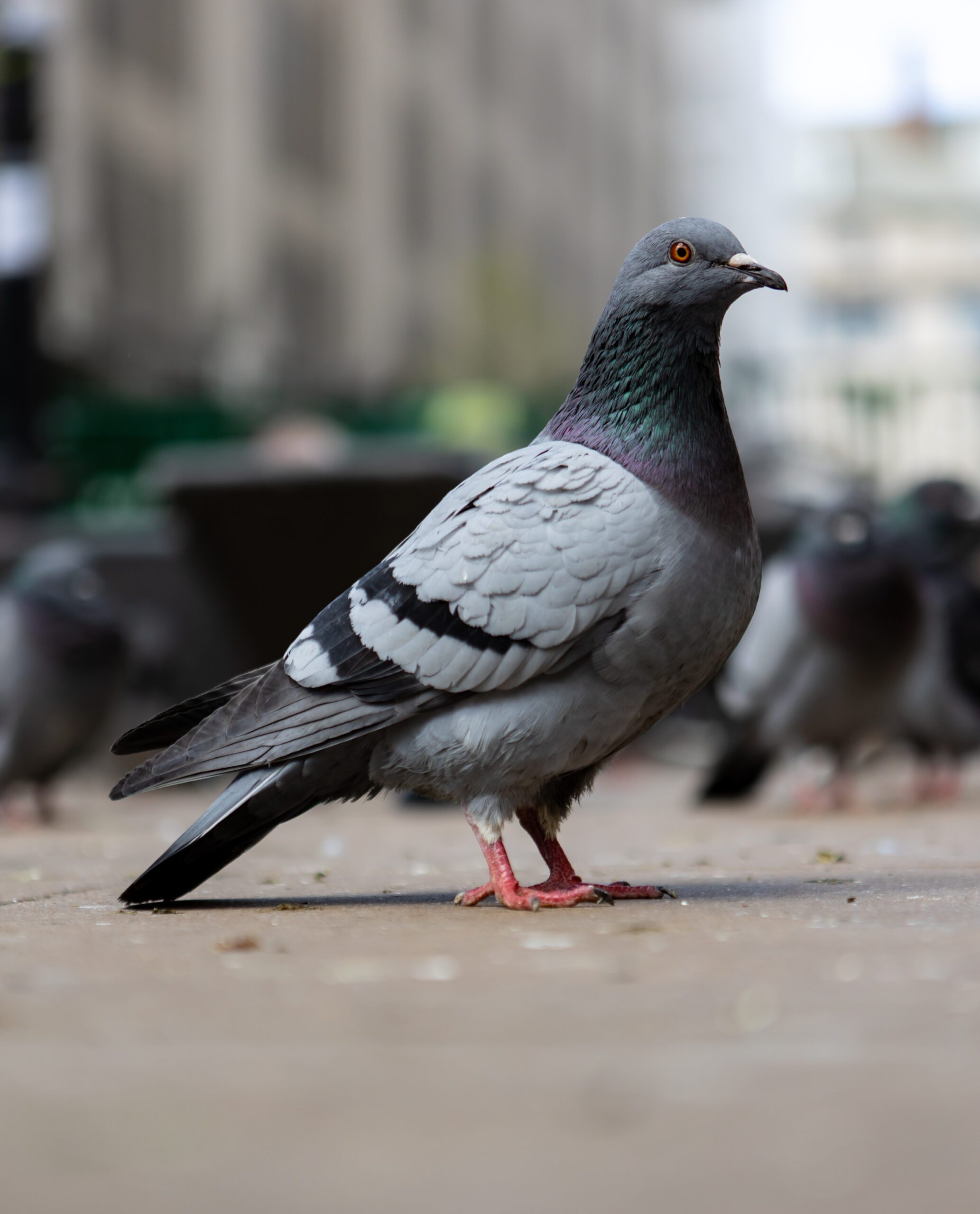 bird safety solutions baltimore