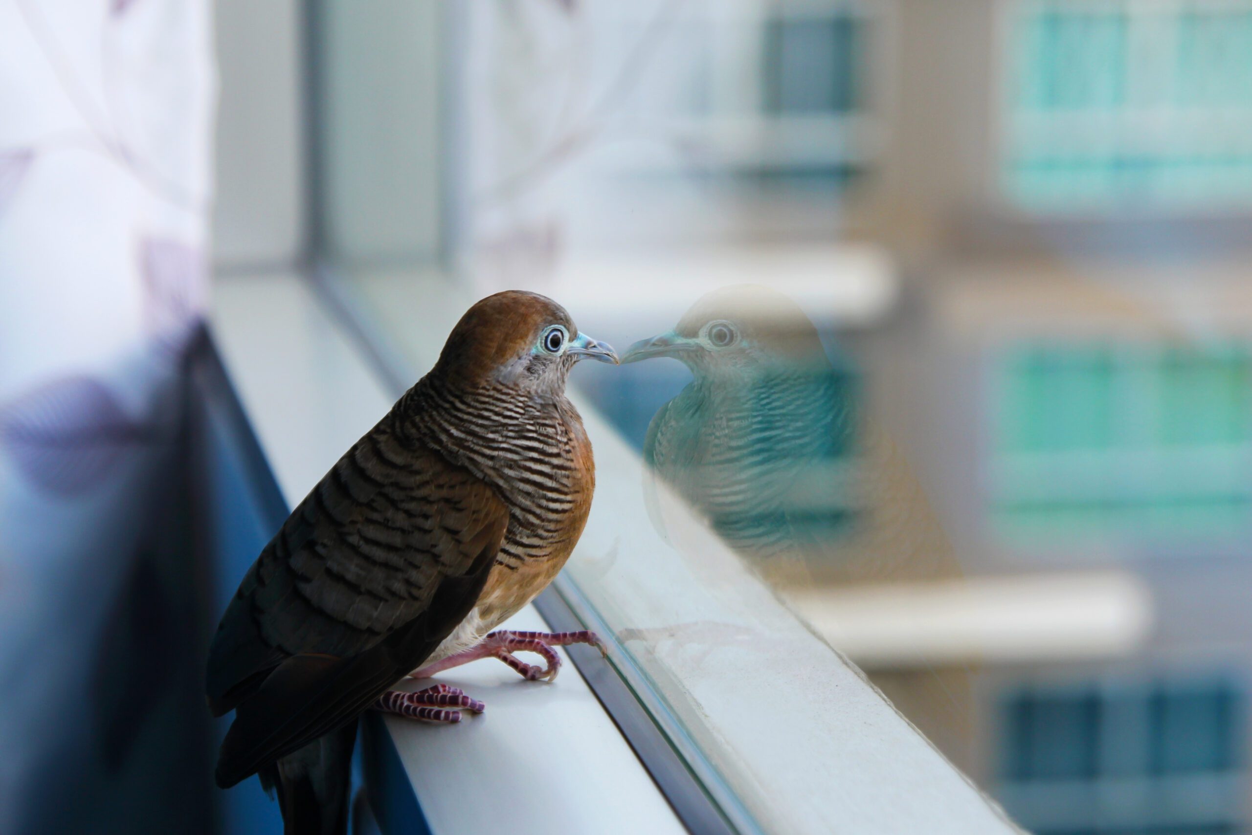 bird safety window film baltimore